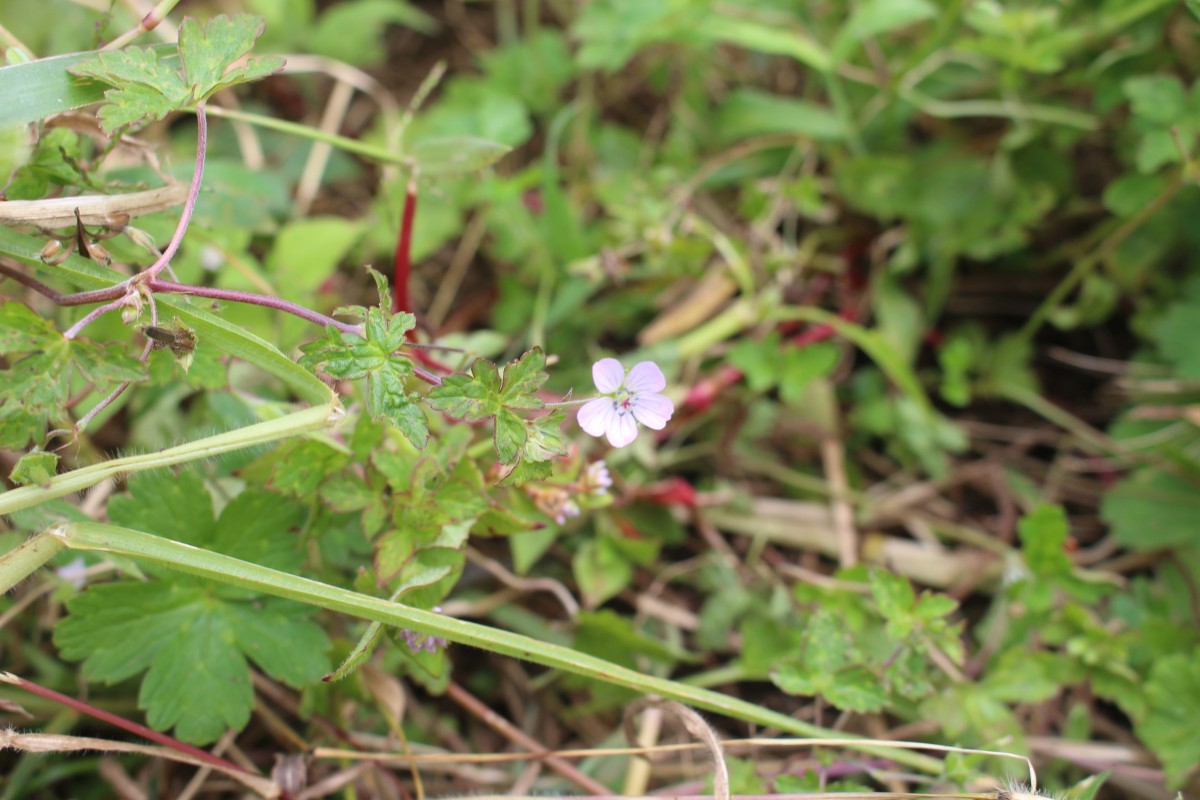 Geranium nepalense Sweet